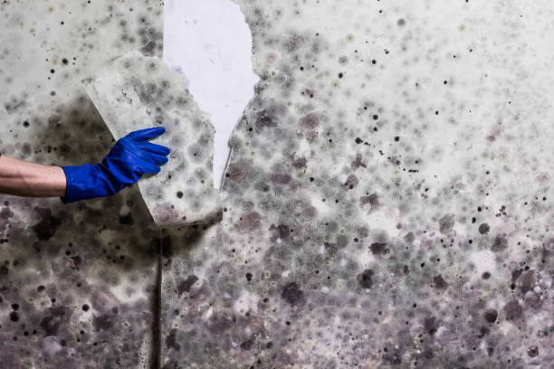 Best Crawl Space Mold Removal  in Hypoluxo, FL